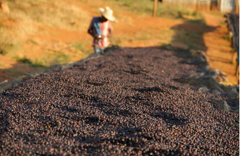 CAFFÈ SENZA INTERMEDIATORI - Tulipan - Caffè Etiope 1Kg |    Toast settimanale |    Spedizione con consegna a terra. |    Alta intensità |    Caffè Solo Perfetto