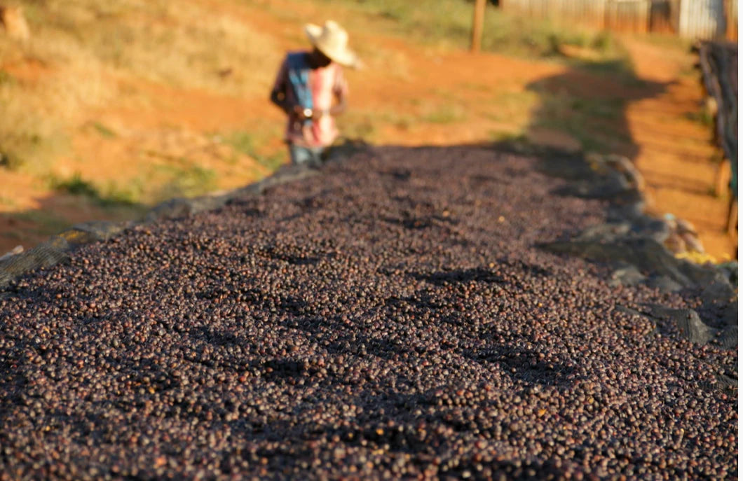 CAFÈ SENZA INTERMEDIARI |   Chicchi di caffè Pouquinho |   Tostatura settimanale |   Imballaggio per la spedizione |   Intensità media |   Caffè brasiliano