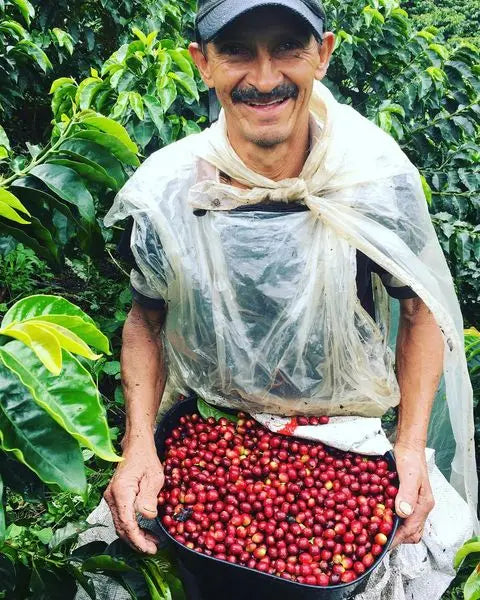 IRRÚA Pink Bourbon Honey Specialty Coffee - Caffè dalla Colombia (SCA 84.5) - Chicchi di caffè tostati naturali 100% Arabica