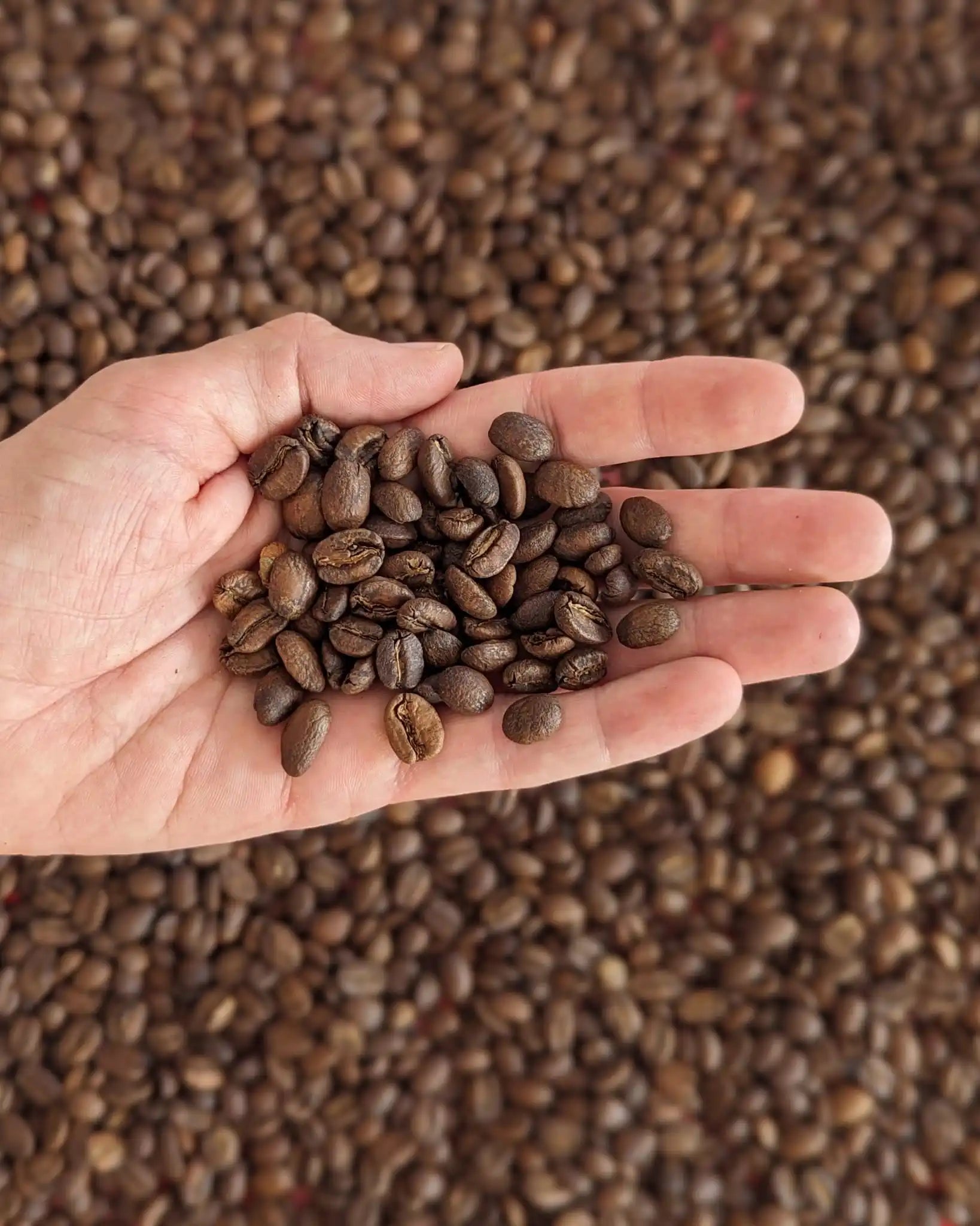 IRRÚA Pink Bourbon Honey Specialty Coffee - Caffè dalla Colombia (SCA 84.5) - Chicchi di caffè tostati naturali 100% Arabica